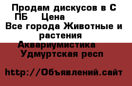 Продам дискусов в С-ПБ. › Цена ­ 3500-4500 - Все города Животные и растения » Аквариумистика   . Удмуртская респ.